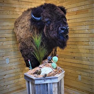 Bison Floor Pedestal Taxidermy