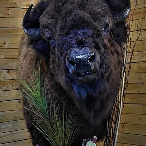 Bison Floor Pedestal Taxidermy