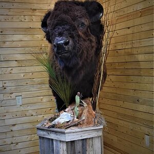 Bison Floor Pedestal Taxidermy