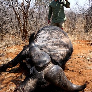 Buffalo Hunting South Africa