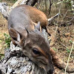 Blue Duiker Hunting Zambia