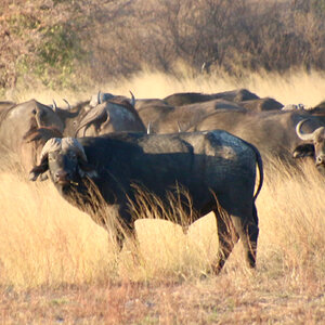 Buffalo Wildlife Namibia