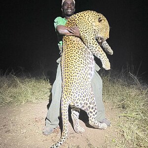 Leopard Hunting Zimbabwe