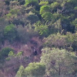 Kudu Wildlife Eastern Cape South Africa