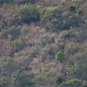 Kudu Wildlife Eastern Cape South Africa