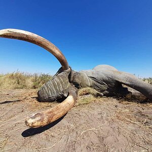 Elephant Hunting Botswana