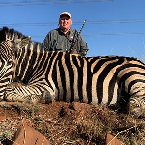 Burchell's Zebra Hunting South Africa