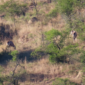 Gemsbok Wildlife Eastern Cape South Africa