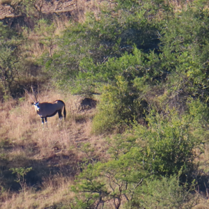 Gemsbok Wildlife Eastern Cape South Africa