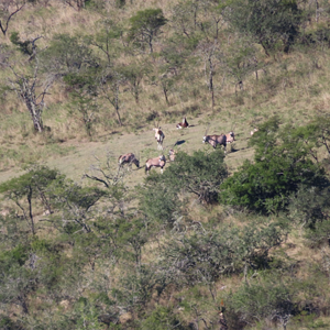 Gemsbok Wildlife Eastern Cape South Africa