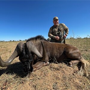 Black Wildebeest Hunting Namibia