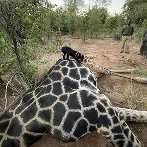 Zimbabwe Giraffe Hunt