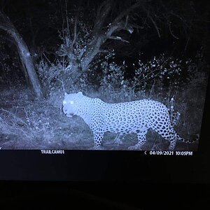 Leopard Trail Camera Namibia