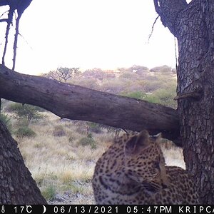 Leopard Trail Camera Namibia