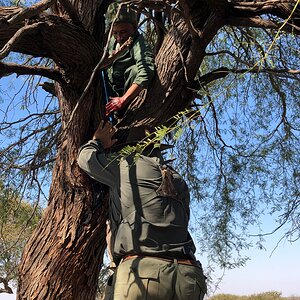 Leopard Baiting Namibia