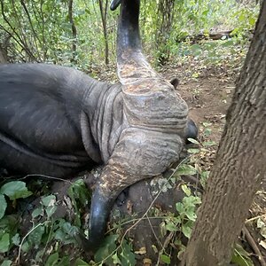 Buffalo Hunting Zimbabwe