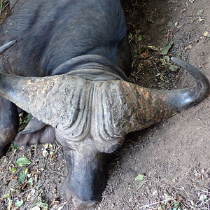 Buffalo Hunting Zimbabwe