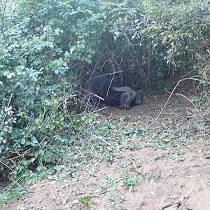 Buffalo Hunting Zimbabwe