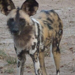 Wild Dog Wildlife Zimbabwe