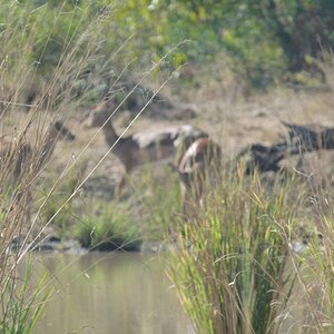 Impala Wildlife Zimbabwe