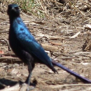 Birdlife Zimbabwe