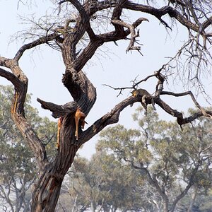 Kalahari Nature Botswana