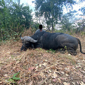 Buffalo Hunting Zimbabwe