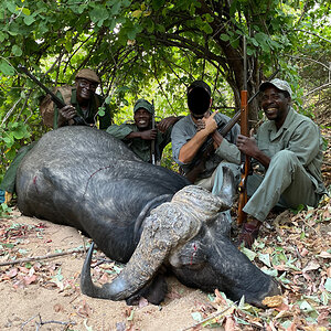 Buffalo Hunting Zimbabwe