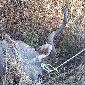 Hunting Kudu Free State South Africa