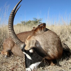 Roan Hunt Namibia