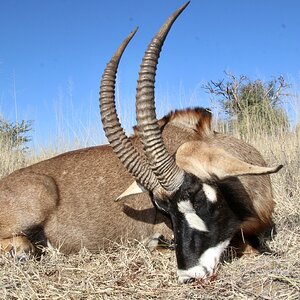 RoanHunt Namibia