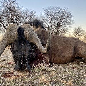 Black Wildebeest Hunt Namibia