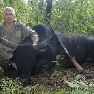 Wild Bull Hunting