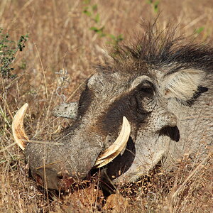 Warthog Hunting Namibia