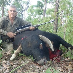 Wild Bull Hunt Australia