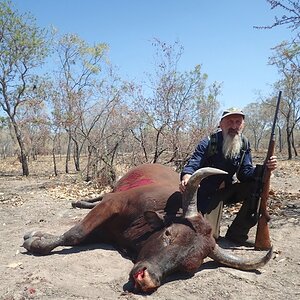 Wild Bull Hunt Australia