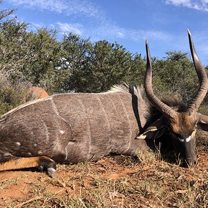 Nyala Hunting Eastern Cape South Africa