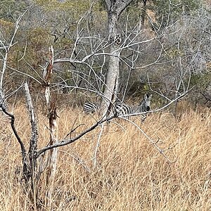 Zebra Wildlife Zimbabwe