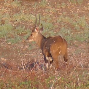 Bushbuck Wildlife South Africa