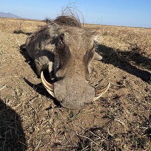 Warthog Hunting Zimbabwe