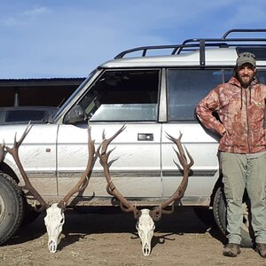 Red Stag European Mount