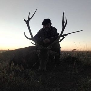 Red Stag Hunting Argentina