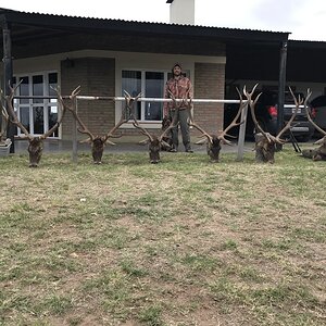 Red Stag Hunting Argentina