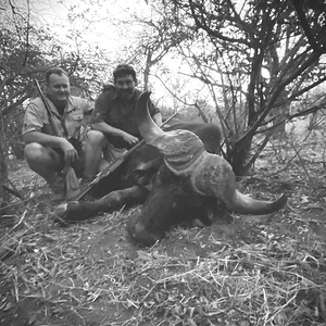 Buffalo Hunting Namibia