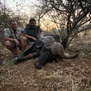 Buffalo Hunting Namibia