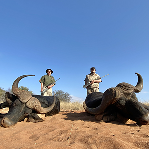 Buffalo Hunting Namibia