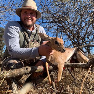 Steenbok Hunting South Africa