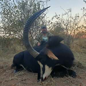 Sable Hunting South Africa