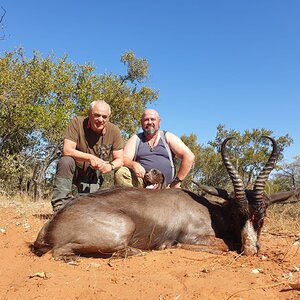 Springbok Hunting South Africa