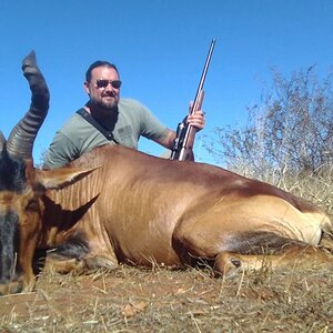 Red Hartebeest Hunting South Africa